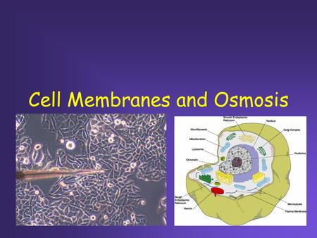 Cell Membranes and Osmosis. - Cell membrane - Controls what enters and leaves cell What separates a cell from its surroundings?