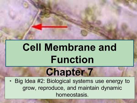 Cell Membrane and Function Chapter 7 Big Idea #2: Biological systems use energy to grow, reproduce, and maintain dynamic homeostasis.