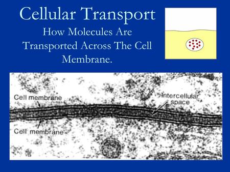 Cellular Transport How Molecules Are Transported Across The Cell Membrane.