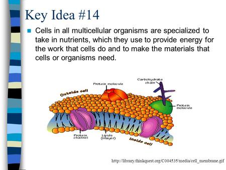 Key Idea #14 Cells in all multicellular organisms are specialized to take in nutrients, which they use to provide energy for the work that cells do and.