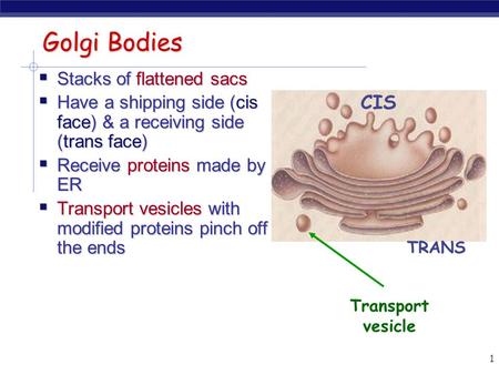 1 Golgi Bodies  Stacks of flattened sacs  Have a shipping side (cis face) & a receiving side (trans face)  Receive proteins made by ER  Transport.