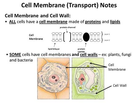 Cell Membrane (Transport) Notes