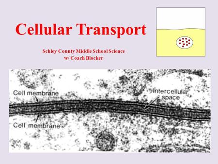 Cellular Transport Schley County Middle School Science w/ Coach Blocker.
