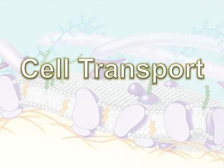 The cell membrane is “semi-permeable”, which means that it regulates the passage of materials into and out of the cell.
