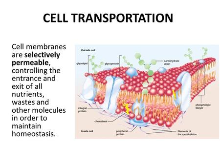 CELL TRANSPORTATION Cell membranes are selectively permeable, controlling the entrance and exit of all nutrients, wastes and other molecules in order to.