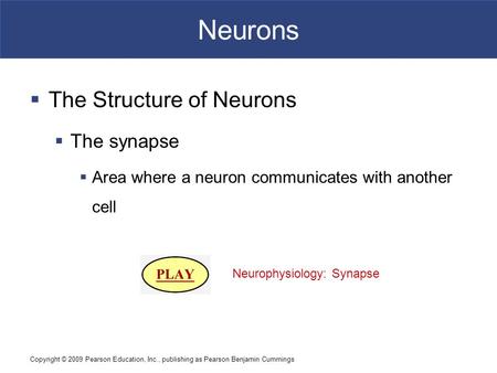 Neurons The Structure of Neurons The synapse