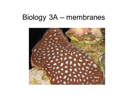 Biology 3A – membranes. Cells exchange matter and energy In: Out: Processes: