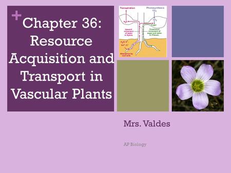 Chapter 36: Resource Acquisition and Transport in Vascular Plants