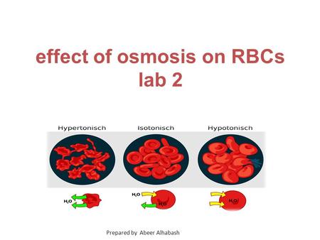 Effect of osmosis on RBCs lab 2 Prepared by Abeer Alhabash.
