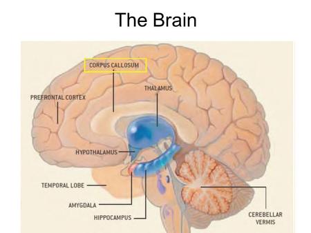 The Brain. Extreme abuse / neglect Perry, 1997 Abuse affects corpus callosum development.