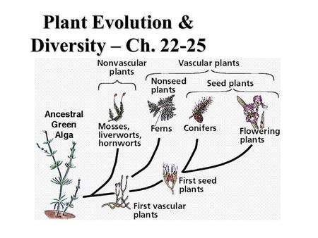 Plant Evolution & Diversity – Ch