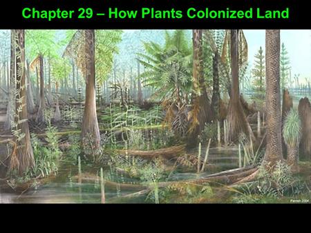 Chapter 29 – How Plants Colonized Land. Evidence suggests land plants evolved from green algae Chapter 29 – How Plants Colonized Land Rose-shaped complexes.
