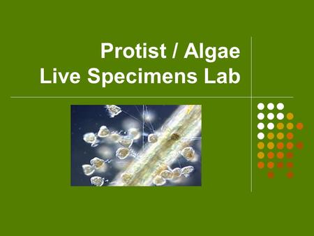 Protist / Algae Live Specimens Lab