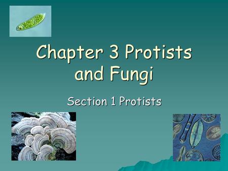Chapter 3 Protists and Fungi