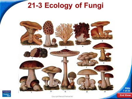 End Show Slide 1 of 23 Copyright Pearson Prentice Hall 21-3 Ecology of Fungi.