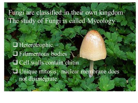 Fungi are classified in their own kingdom The study of Fungi is called Mycology  Heterotrophic  Filamentous bodies  Cell walls contain chitin  Unique.