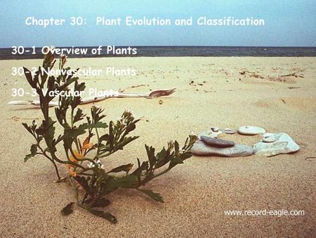 Chapter 30: Plant Evolution and Classification