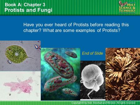 Protists and Fungi Book A: Chapter 3