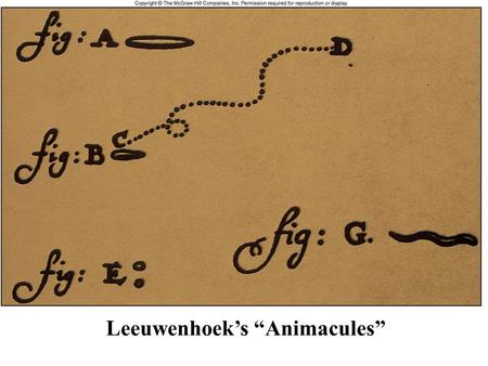 Leeuwenhoek’s “Animacules”. Early History of Microbiology: 1668 – Francesco Redi disproves spontaneous generation 1676 – Antony van Leeuwenhoek first.