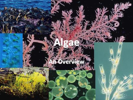 Algae An Overview.