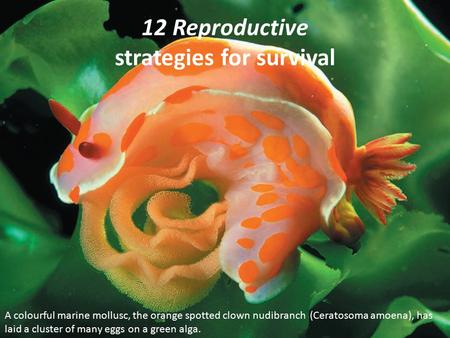 12 Reproductive strategies for survival A colourful marine mollusc, the orange spotted clown nudibranch (Ceratosoma amoena), has laid a cluster of many.
