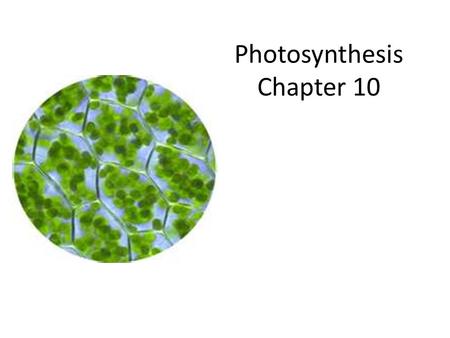 Photosynthesis Chapter 10. Photosynthesis Process that converts solar energy into chemical energy Directly or indirectly, photosynthesis food for almost.