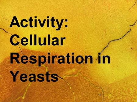 Activity: Cellular Respiration in Yeasts. Problem Which of the substances – bleach, honey, ketchup, maple syrup, mouthwash, salt, sugar, water, and vinegar.