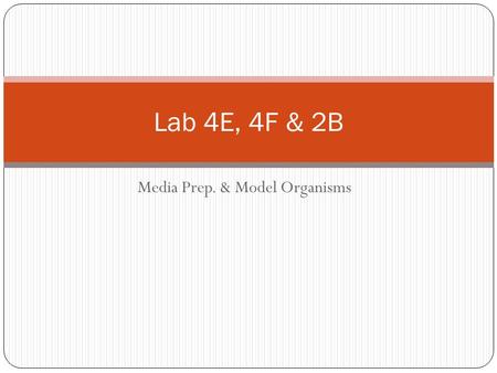 Media Prep. & Model Organisms Lab 4E, 4F & 2B. Timeline/Overview Monday: Lecture Tuesday: Media Prep (4E & 4F) Pour Plates for Day 2 of Lab 2B Thursday: