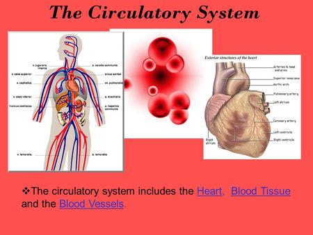 The Circulatory System  The circulatory system includes the Heart, Blood Tissue and the Blood Vessels.