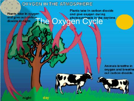 The Oxygen Cycle. Photosynthesis The process by which light energy is converted to chemical energy.