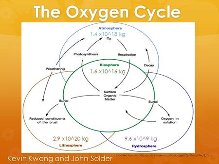 The Oxygen Cycle Kevin Kwong and John Solder 9.6 x10^9 kg 1.4 x10^18 kg 2.9 x10^20 kg 1.6 x10^16 kg Modified from