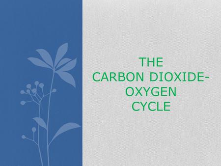 THE CARBON DIOXIDE- OXYGEN CYCLE. Do plants breath? Yes! Plants breath in carbon dioxide from the atmosphere!