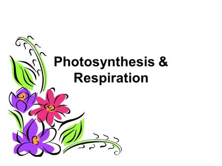 What do plants need for photosynthesis?