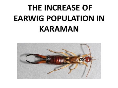 THE INCREASE OF EARWIG POPULATION IN KARAMAN. INTRODUCTION OF EARWIGS It is a comman urban legend that earwigs crawl into the human ear and lay eggs in.