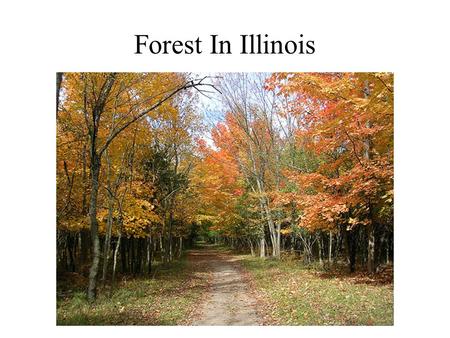 Forest In Illinois. Southern Catalpa Forest Communities in Illinois Illinois's major woodland types have been described according to forest community.