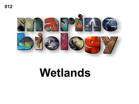 Wetlands 012. Coastal wetlands are coastal watersheds that drain to the ocean or to an estuary or bay.