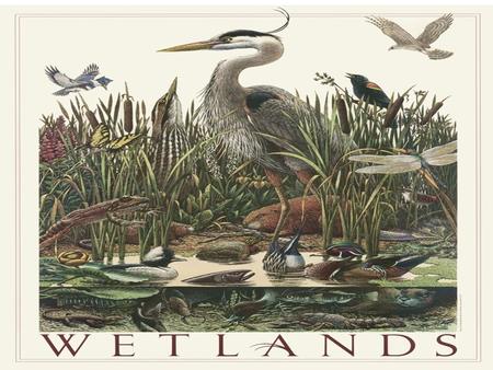 Western Washington has lots of wetlands due to lots of rain!