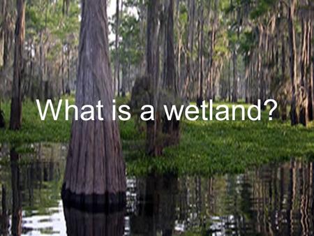 What is a wetland?. Water Classification Wetlands are areas that are covered by water or have waterlogged soils for long periods during the growing season.