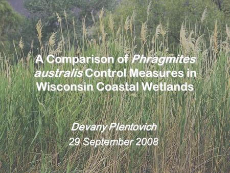 1 A Comparison of Phragmites australis Control Measures in Wisconsin Coastal Wetlands Devany Plentovich 29 September 2008.