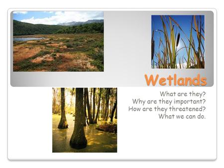 Wetlands What are they? Why are they important? How are they threatened? What we can do.