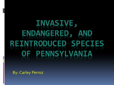 By: Carley Perroz. Endangered Species An endangered species is a species present in such small numbers that it is at risk of extinction.