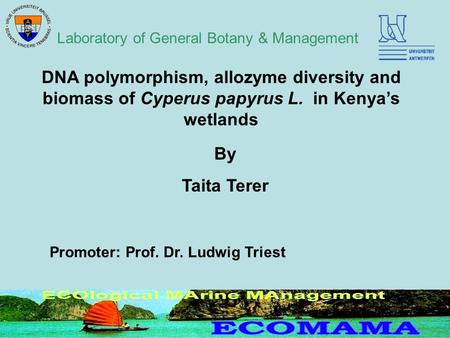 DNA polymorphism, allozyme diversity and biomass of Cyperus papyrus L. in Kenya’s wetlands By Taita Terer Promoter: Prof. Dr. Ludwig Triest Laboratory.
