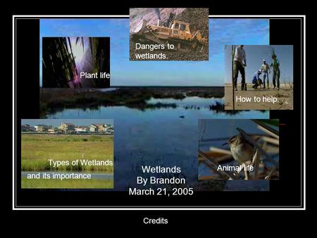 Plant life Animal life Types of Wetlands How to help. Dangers to wetlands. Wetlands By Brandon March 21, 2005 and its importance Credits.