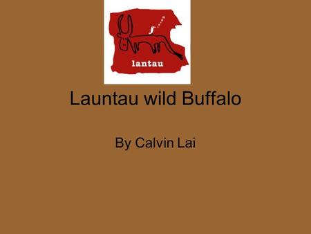 Launtau wild Buffalo By Calvin Lai. What does the buffalo eat They Eat grass and young shrubs for each three meals. They are vegetarian.