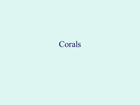 Corals. Staghorn coral (Acropora Cervicornis) exoskeleton.