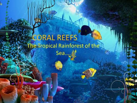 CORAL REEFS The Tropical Rainforest of the Sea….