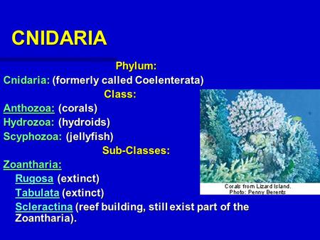 CNIDARIA Phylum: Cnidaria: (formerly called Coelenterata) Class: Anthozoa: (corals) Hydrozoa: (hydroids) Scyphozoa: (jellyfish) Sub-Classes:Zoantharia: