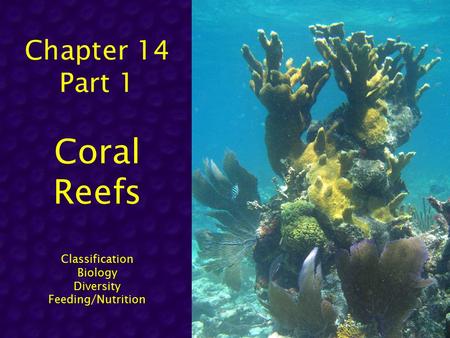 Coral Classification Domain: Eukaryota Kingdom: Animalia