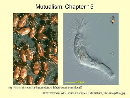 1 Mutualism: Chapter 15