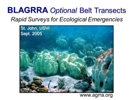 . BLAGRRA Optional Belt Transects Rapid Surveys for Ecological Emergencies www.agrra.org St. John, USVI Sept. 2005 © C. Rogers.